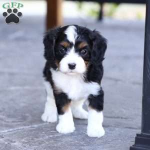 Scout, Cavapoo Puppy